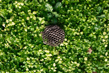 Green grass natural background. Top view