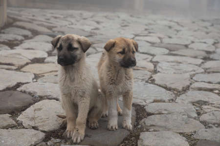 puppy in foggy day on the stone lane.の写真素材