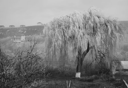 hard rime, frozen tree winter wonderland scenery. Fog and Mist background, natural tree. frozen...