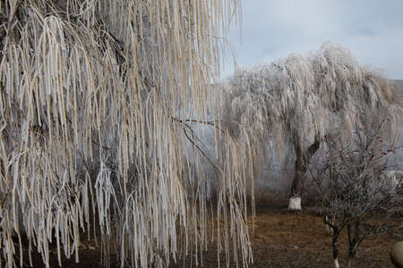 hard rime, frozen tree winter wonderland scenery.の写真素材