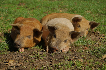 Adorable picture of three baby pigs sleeping on the grassの写真素材