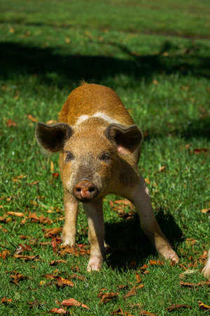 Cute and funny baby pigの写真素材
