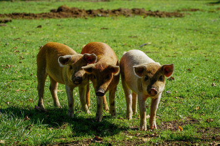 Adorable picture of three baby pigs on the grassの写真素材