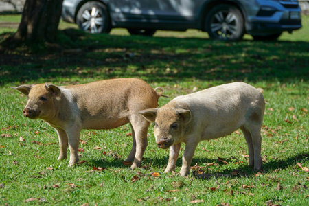 image of some pigs on the farmの写真素材