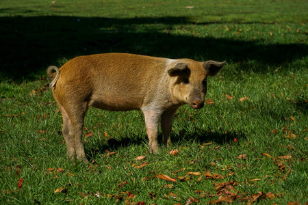 Cute and funny baby pigの写真素材