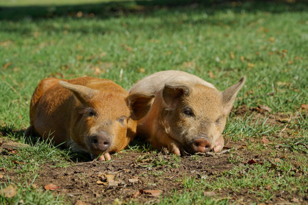 Adorable picture of two baby pigs sleeping on the grassの写真素材