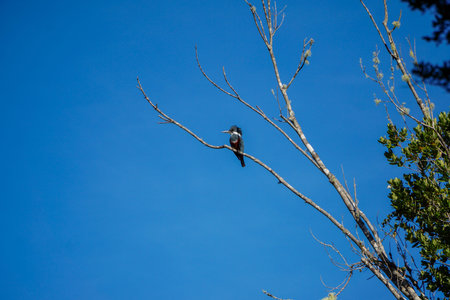 Beautiful blue kingfisher standing on a tree branch