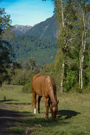 Beautiful brown horse eating grass in the country sideの写真素材