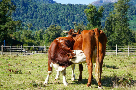 A cow drinking milk from another cowの写真素材