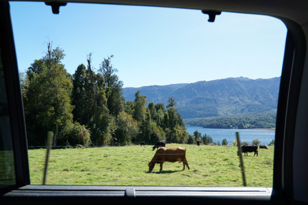 View from the window of a car of a cow eating on the hill with the lake behindの写真素材