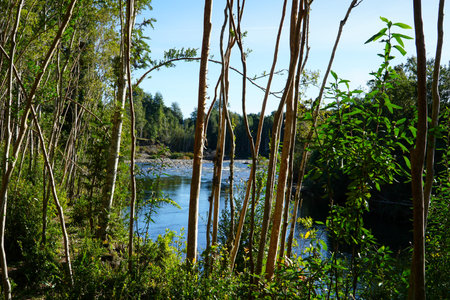 view of some trees and a river in Rupanco, Chileの写真素材
