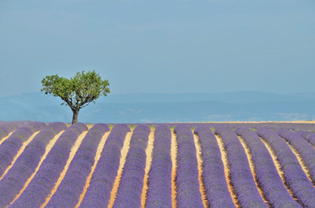 Landscape in Provenceの写真素材