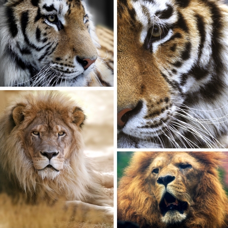 Big cats collageの写真素材