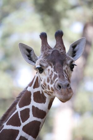 Potrait of a giraffeの写真素材