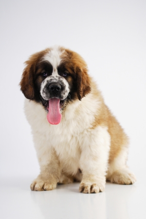 Saint Bernard puppy (2 months) isolated on whiteの写真素材