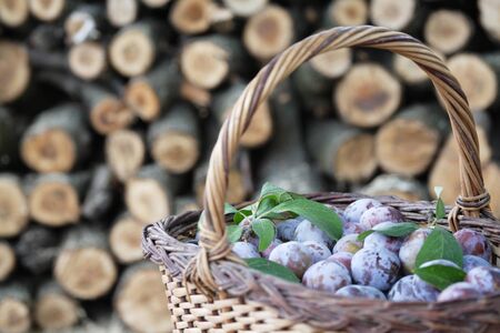 Plums in a basket. Harvest conceptの写真素材