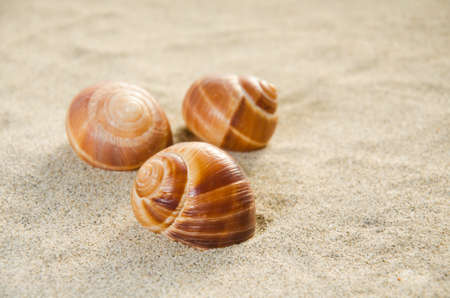 Seashellsの写真素材