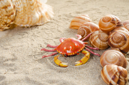 Toy crab and seashells in the sandの写真素材