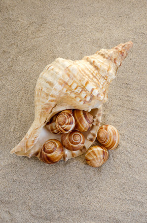Large and small shells