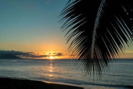 A leaf of palm tree in front of a sunset on an island in Polynesiaの写真素材