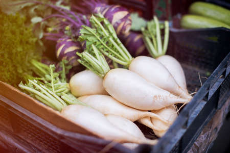 Fresh white radish at the marketplaceの写真素材