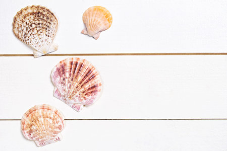 Seashells