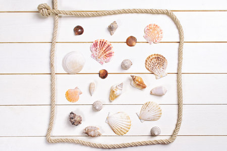 Seashells on wooden backgroundの写真素材