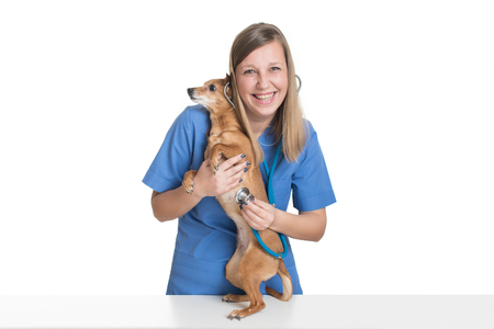 Young female vet examining dog by stethoscope at pets' clinicの写真素材