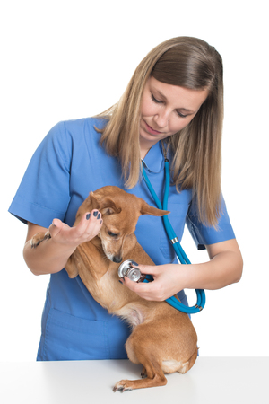 Young female vet examining dog by stethoscopeの写真素材