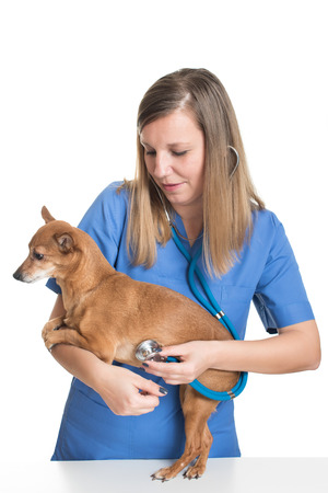 Young female vet examining dog by stethoscopeの写真素材