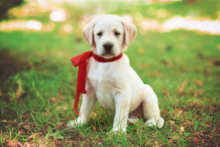 Labrador retriever puppy in the yardの写真素材