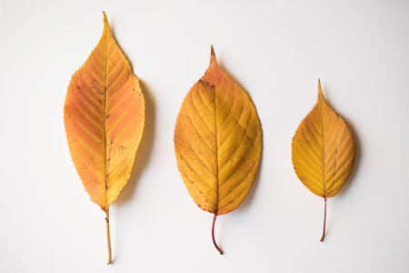 Autumn leaves on white background