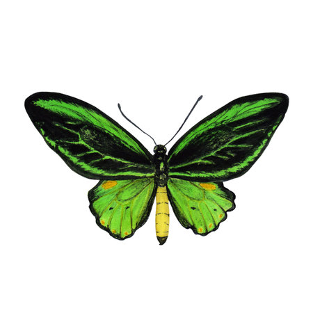 Green beauteful butterfly watercolor hand drawn illustration. Isolated on white. For decoration,...