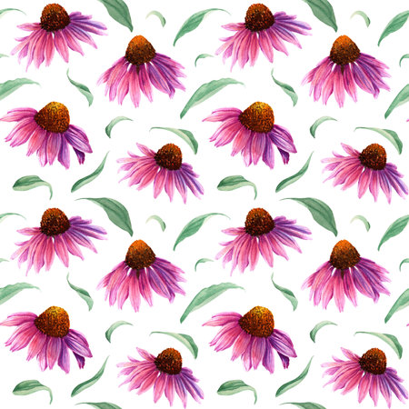 Seamlesss pattern with herb flower Coneflower, Echinacea. Watercolor illustration isolated on whiteの写真素材