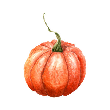 Pumpkin, autumn vegetable. Watercolor illustration isolated on whiteの写真素材
