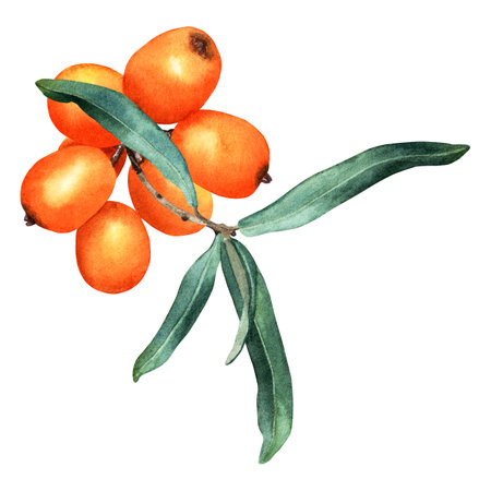 Sea buckthorn branch with orange ripe berries. Hand drawn botanical watercolor illustration isolated on white background. For clip art cards menu label packageの写真素材