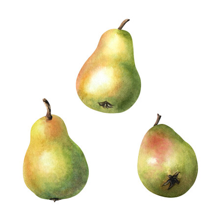 A set of pear fruits. Hand drawn botanical watercolor illustration isolated on white background. For clip art cards menu label packageの写真素材