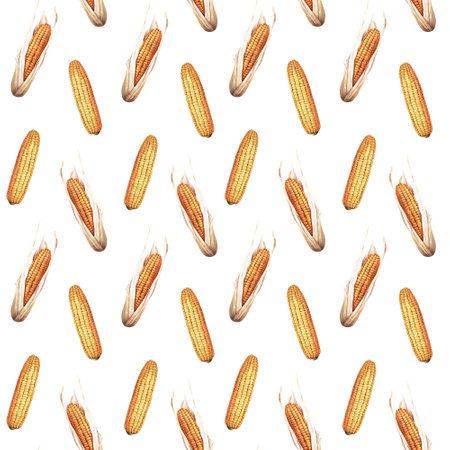 Watercolor repeat, seamless pattern with yellow, sweet corncobs, maize. Hand drawn botanical watercolor illustration isolated on white background. For wrapping wallpaper fabric textileの写真素材