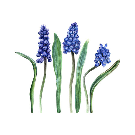 A set of blue grape hyacinth, Muscari blooms and leaves. Hand drawn botanical watercolor illustration isolated on white background. For clip art cards invitationの写真素材
