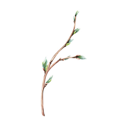 A branch of willow, sallow. Hand drawn botanical watercolor illustration isolated on white background. For clip art greeting cards invitation packages.の写真素材