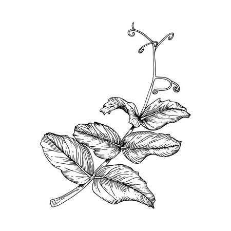 A sweet pea branch with tendrils. Black and white hand drawn botanical style vector illustration. Painted by black inks. Sketch with fine lines isolated on white. Perfect for cards clip art.のイラスト素材