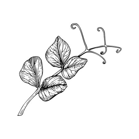 A sweet pea leaves, branch with tendrils. Black and white hand drawn botanical style vector illustration. Painted by black inks. Sketch with fine lines isolated on white. Perfect for cards clip art.のイラスト素材