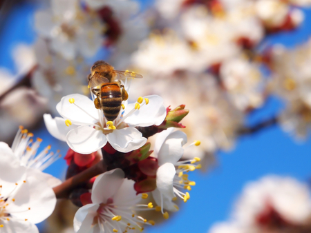 White flowers of apricot with bees on themの写真素材