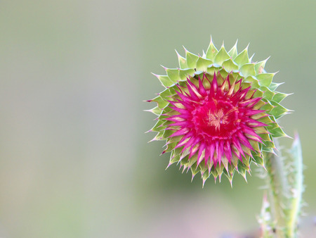 Milk Thistle flower   Silybum marianum   herbal remedy   Common names include Scotch thistle, cardus marianus, blessed milk thistle, Marian Thistle, Mary Thistle, Saint Mary s Thistle, Mediterranean milk thistle, variegated thistleの写真素材
