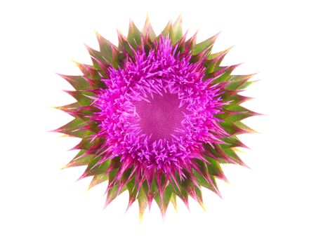 Milk Thistle flower isolated on whiteの写真素材