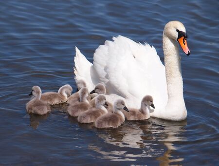 Swan with chicks on the water, Cygnus olorの写真素材