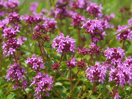 Purple flowers of Breckland thyme, Thymus serpyllumの写真素材