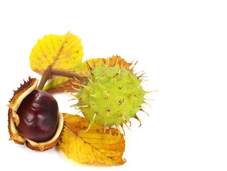 Chestnuts in autumn with yellow leaves and ripe podsの写真素材