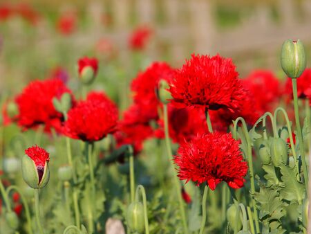 Red flowers of poppy tears or lachryma papaveris, Papaver somniferum. Opium flowersの写真素材