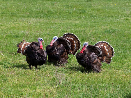 Strutting male turkeys on a green meadow, displaying in the spring mating seasonの写真素材